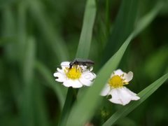 Bløtbukker (Oedemeridae)