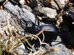 Jordløpere (Carabus)