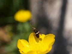 Small Barred Long-horn (Adela croesella)