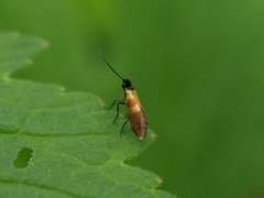 Micropterix mansuetella