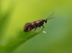 Red-barred Gold (Micropterix tunbergella)
