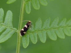 Strawberry Bright (Incurvaria praelatella)