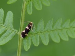 Incurvaria praelatella