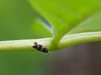 Dvergmøll (Nepticulidae)