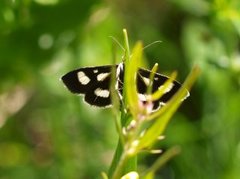 Gullrisengmott (Anania funebris)