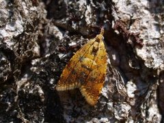 Yellow-spot Tortrix (Pseudargyrotoza conwagana)