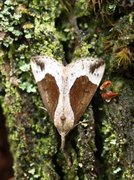 Beautiful Snout (Hypena crassalis)