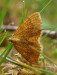 Gullmåler (Camptogramma bilineata)