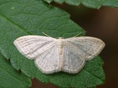 Cream Wave (Scopula floslactata)