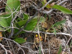 Narrow-bordered Bee Hawk-moth (Hemaris tityus)