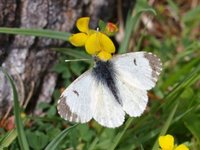 Aurorasommerfugl (Anthocharis cardamines)