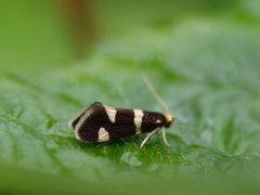 Strawberry Bright (Incurvaria praelatella)