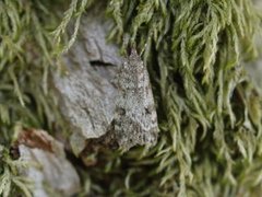 Common Grey (Scoparia ambigualis)