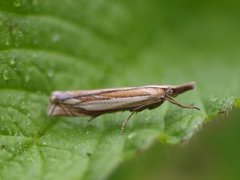 Grass-veneer (Crambus pascuella)