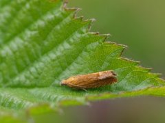Red Piercer (Lathronympha strigana)