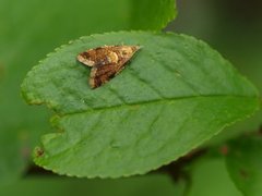 Yellow-spot Tortrix (Pseudargyrotoza conwagana)