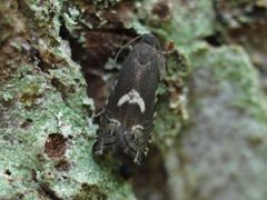 Erteknappfrøvikler (Grapholita lunulana)