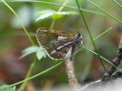 Bordered White (Bupalus piniaria)