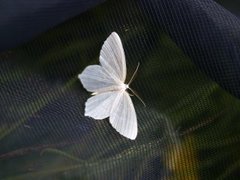 Little Emerald (Jodis lactearia)