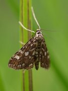 Brown China-mark (Elophila nymphaeata)