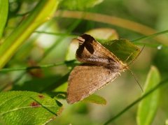 Rannoch Looper (Macaria brunneata)
