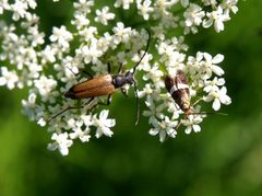 Small Barred Long-horn (Adela croesella)