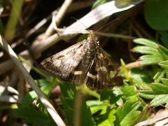 Common Purple & Gold (Pyrausta purpuralis)