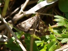 Purpurengmott (Pyrausta purpuralis)