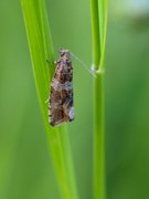 Thyme Marble (Celypha cespitana)