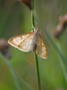 Translucent Pearl (Paratalanta hyalinalis)