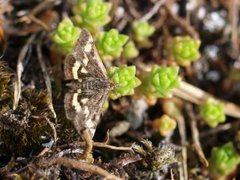 Purpurengmott (Pyrausta purpuralis)