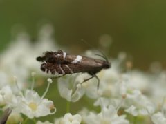 Glyphipterix haworthana