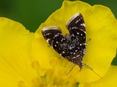 Svart bredmøll (Prochoreutis myllerana)