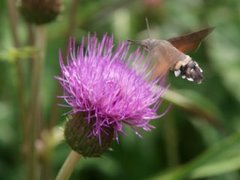 Hummingbird Hawk-moth (Macroglossum stellatarum)