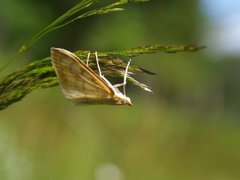 Translucent Pearl (Paratalanta hyalinalis)