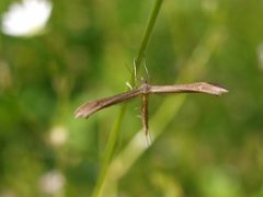 Tveskjeggveronikafjærmøll (Stenoptilia pterodactyla)