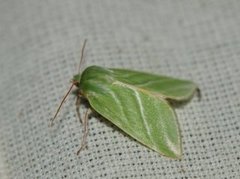 Rødfrynset båtfly (Pseudoips prasinana)