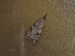 Common Grey (Scoparia ambigualis)