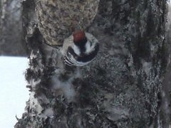 Lesser Spotted Woodpecker (Dendrocopos minor)
