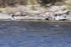 Laksand (Mergus merganser)