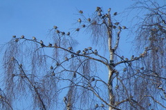 Gråsisik (Carduelis flammea)