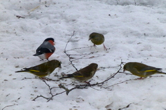 Grønnfink (Carduelis chloris)