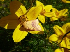 Fiolettbåndet gulfly (Xanthia togata)