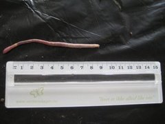 Aporrectodea icterica