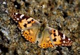 Tistelsommerfugl (Vanessa cardui)