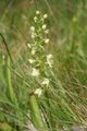 Grov nattfiol (Platanthera chlorantha)