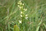 Grov nattfiol (Platanthera chlorantha)