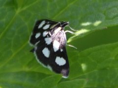 Gullrisengmott (Anania funebris)