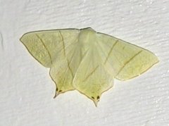 Stjertmåler (Ourapteryx sambucaria)