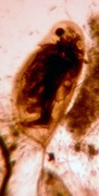 Vannlopper (Cladocera)